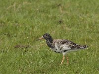 Calidris pugnax 24, Kemphaan, Saxifraga-Jan Nijendijk