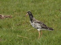 Calidris pugnax 25, Kemphaan, Saxifraga-Jan Nijendijk