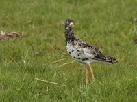 Calidris pugnax 26, Kemphaan, Saxifraga-Jan Nijendijk