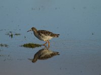 Calidris pugnax 29, Kemphaan, Saxifraga-Jan Nijendijk