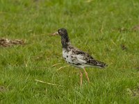 Calidris pugnax 31, Kemphaan, Saxifraga-Jan Nijendijk