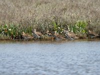 Calidris pugnax 32, Kemphaan, Saxifraga-Dirk Hilbers