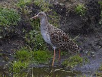 Calidris pugnax 37, Kemphaan, Saxifraga-Jan Nijendijk