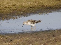 Calidris pugnax 42, Kemphaan, Saxifraga-Luuk Vermeer