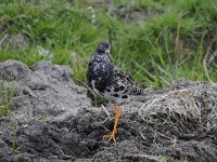 Calidris pugnax 44, Kemphaan, Saxifraga-Luuk Vermeer