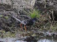 Calidris pugnax 45, Kemphaan, Saxifraga-Luuk Vermeer