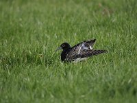 Calidris pugnax 48, Kemphaan, Saxifraga-Luuk Vermeer