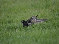 Calidris pugnax 49, Kemphaan, Saxifraga-Luuk Vermeer