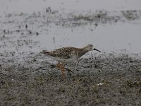 Calidris pugnax 50, Kemphaan, Saxifraga-Luuk Vermeer