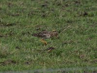 Calidris pugnax 51, Kemphaan, Saxifraga-Luuk Vermeer