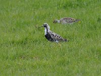 Calidris pugnax 54, Kemphaan, Saxifraga-Luuk Vermeer