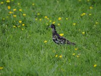 Calidris pugnax 60, Kemphaan, Saxifraga-Luuk Vermeer