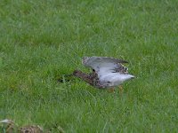 Calidris pugnax 62, Kemphaan, Saxifraga-Luuk Vermeer