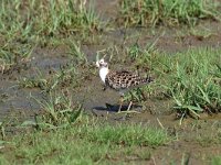 Calidris pugnax 66, Kemphaan, Saxifraga-Luuk Vermeer