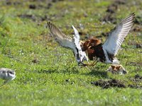 Calidris pugnax 7, Kemphaan, Saxifraga-Piet Munsterman