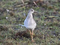 Calidris pugnax 71, Kemphaan, Saxifraga-Luuk Vermeer