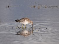 Calidris pugnax 75, Kemphaan, Saxifraga-Luuk Vermeer