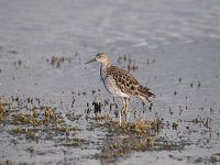 Calidris pugnax 78, Kemphaan, Saxifraga-Luuk Vermeer