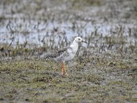 Calidris pugnax 83, Kemphaan, Saxifraga-Luuk Vermeer