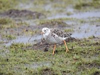 Calidris pugnax 86, Kemphaan, Saxifraga-Luuk Vermeer