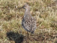 Calidris pugnax 88, Kemphaan, Saxifraga-Luuk Vermeer