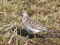 Calidris pugnax 89, Kemphaan, Saxifraga-Luuk Vermeer