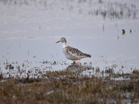 Calidris pugnax 91, Kemphaan, Saxifraga-Luuk Vermeer