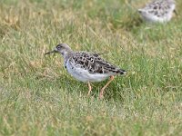 Calidris pugnax 92, Kemphaan, Saxifraga-Luuk Vermeer