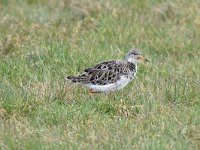 Calidris pugnax 93, Kemphaan, Saxifraga-Luuk Vermeer