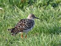 Calidris pugnax 94, Kemphaan, Saxifraga-Luuk Vermeer