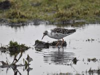 Calidris pugnax 95, Kemphaan, Saxifraga-Luuk Vermeer