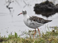 Calidris pugnax 99, Kemphaan, Saxifraga-Luuk Vermeer