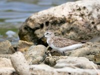 Calidris pusilla