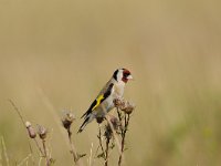 Carduelis carduelis 35, Putter, Saxifraga-Luuk Vermeer