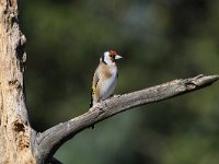 Carduelis carduelis 38, Putter, Saxifraga-Luuk Vermeer