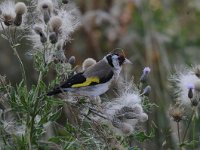 Carduelis carduelis 40, Putter, Saxifraga-Luuk Vermeer