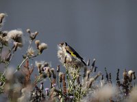 Carduelis carduelis 44, Putter, Saxifraga-Luuk Vermeer