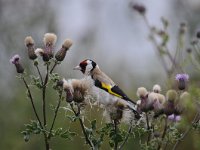 Carduelis carduelis 47, Putter, Saxifraga-Luuk Vermeer