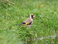 Carduelis carduelis 57, Putter, Saxifraga-Luuk Vermeer