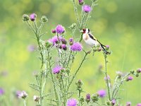 Carduelis carduelis 65, Putter, Saxifraga-Luuk Vermeer