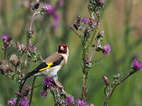 Carduelis carduelis 76, Putter, Saxifraga-Hans Dekker