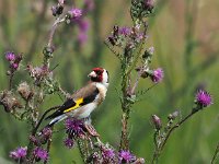 Carduelis carduelis 79, Putter, Saxifraga-Hans Dekker