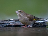 Carduelis chloris 34, Groenling, Saxifraga-Luuk Vermeer