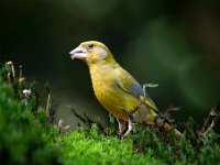 Carduelis chloris 36, Groenling, Saxifraga-Luuk Vermeer