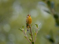 Carduelis chloris 45, Groenling, Saxifraga-Luuk Vermeer