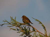 Carduelis chloris 46, Groenling, Saxifraga-Luuk Vermeer