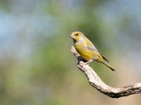 Carduelis chloris 55, Groenling, Saxifraga-Luuk Vermeer