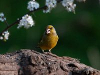 Carduelis chloris 57, Groenling, Saxifraga-Luuk Vermeer