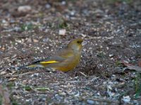 Carduelis chloris 59, Groenling, Saxifraga-Luuk Vermeer