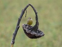 Carduelis chloris 64, Groenling, Saxifraga-Luuk Vermeer